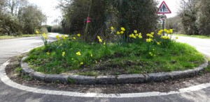 daffodils 9